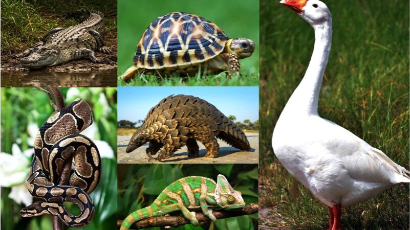 Animals That Hold Spiritual Significance in Vodun
