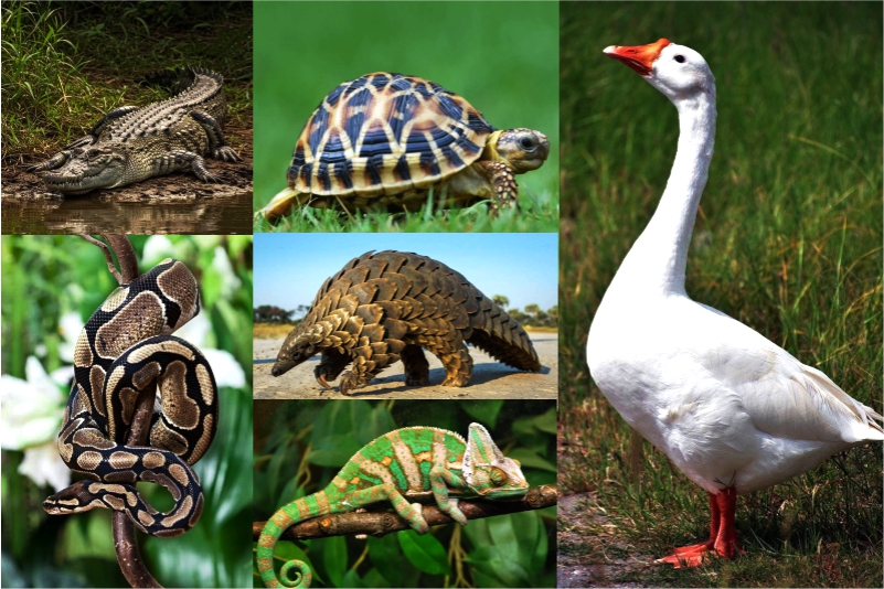 Animals That Hold Spiritual Significance in Vodun