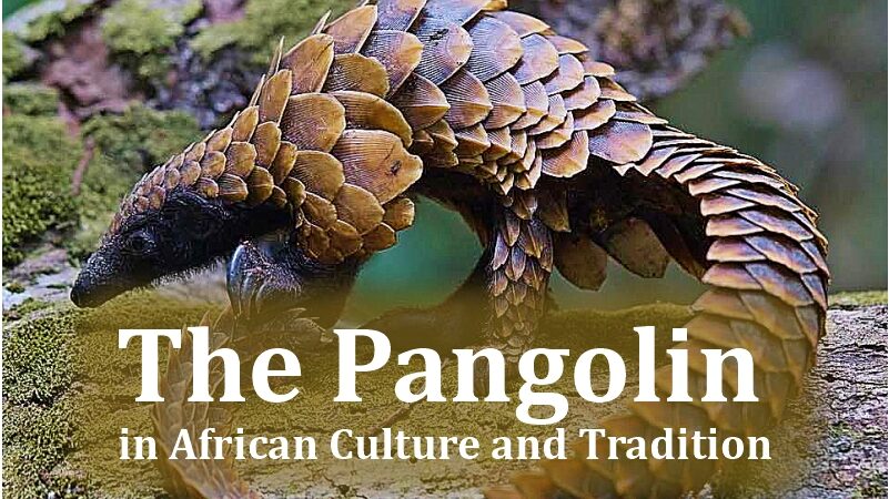 The Pangolin in African Culture and Tradition