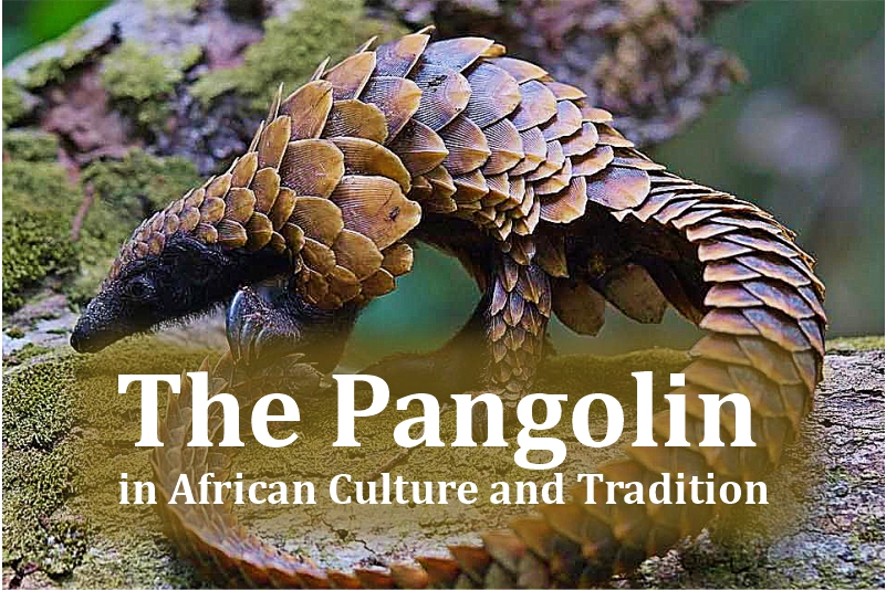 The Pangolin in African Culture and Tradition